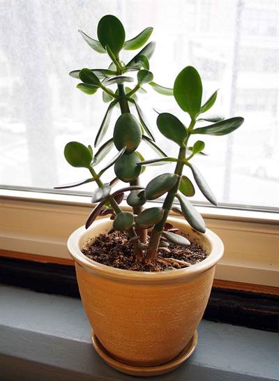 Crassula ovata